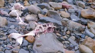 一只小海豚的骨架在海上风暴中被冲上岩石。